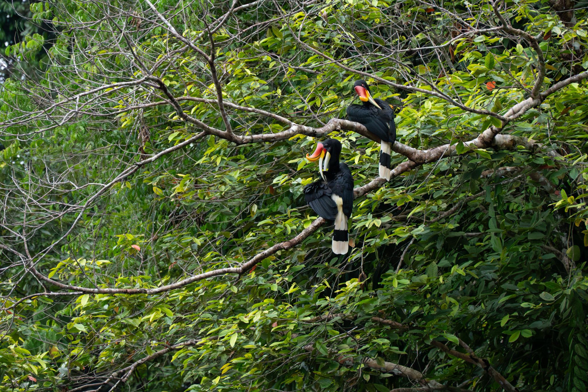 Nashornvögel Rhino hornbill (Buceros rhinoceros) 